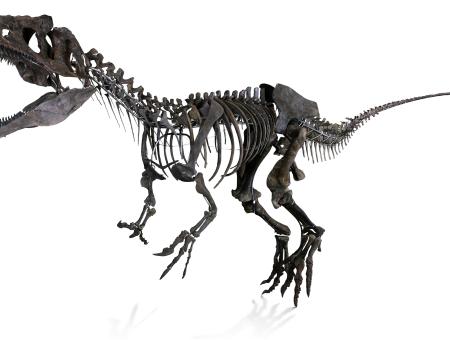 Dinosaurio carnívoro